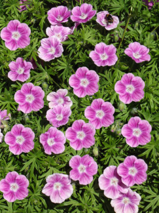 Geranium  Elke