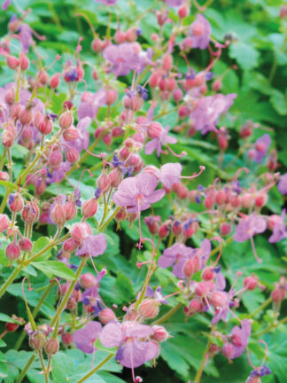 Geranium  Ingwersen's Variety