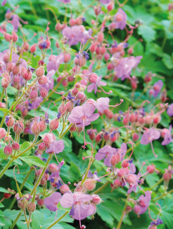 Geranium  Ingwersen's Variety