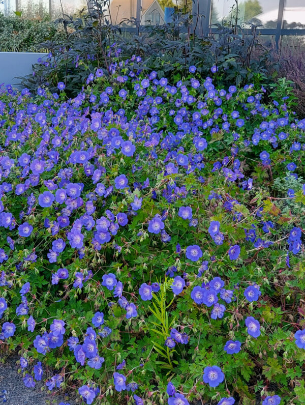 Geranium  Rozanne