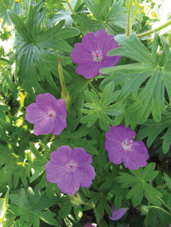 Geranium  Sanguineum
