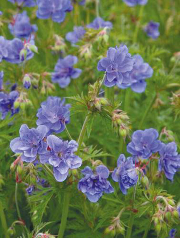 Geranium Azure Skies