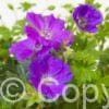Geranium Max Frei