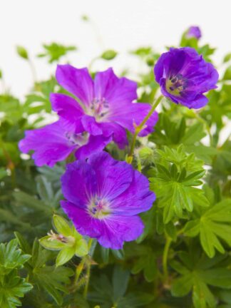 Geranium Max Frei - bag