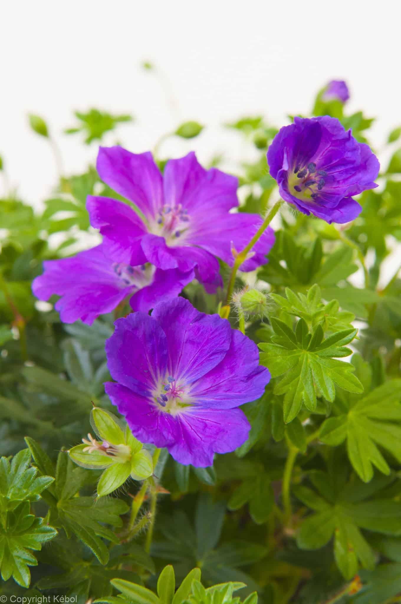 Geranium Max Frei