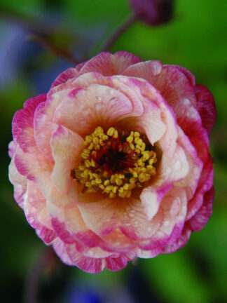Geum  Cosmopolitan