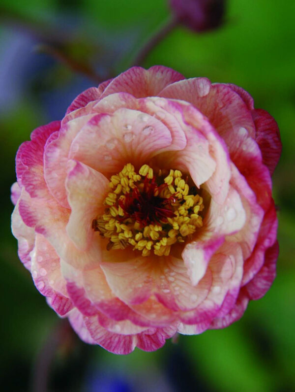Geum  Cosmopolitan