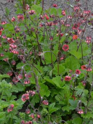 Geum  Leonard's variety