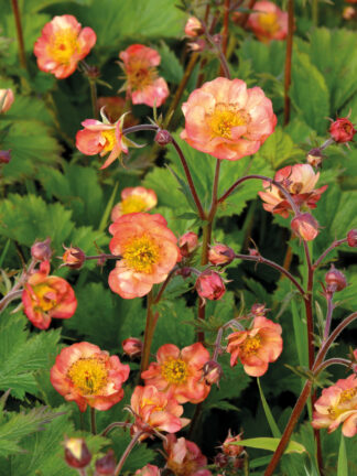 Geum  Mango