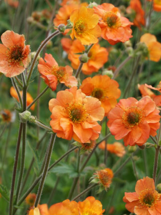 Geum  Totally Tangerine