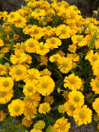 Helenium Double Trouble