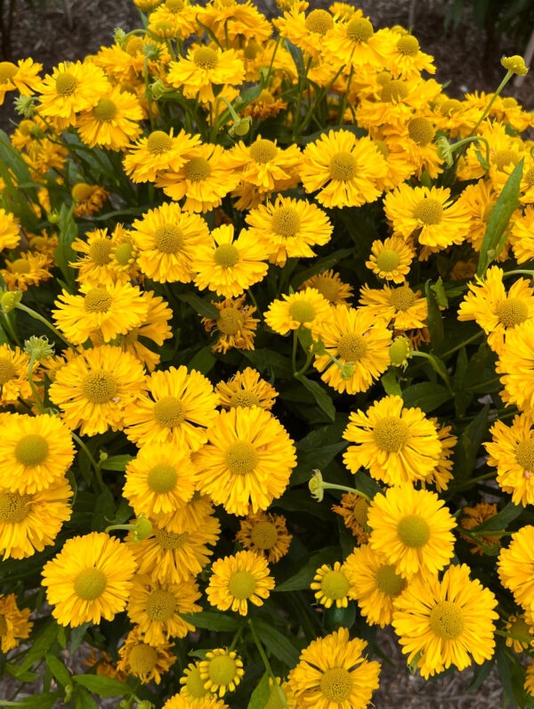 Helenium Double Trouble