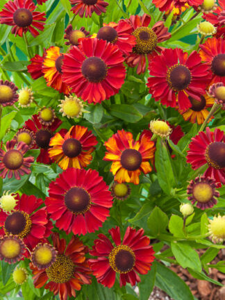 Helenium  Hot Lava