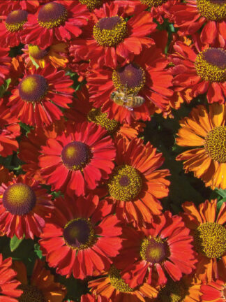 Helenium  Ruby Charm