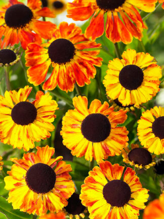 Helenium  Sahin's Early Flowerer