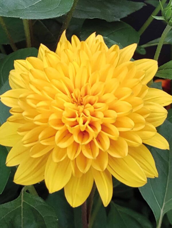 Helianthus Sunshine Daydream
