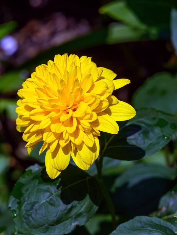 Helianthus Loddon Gold