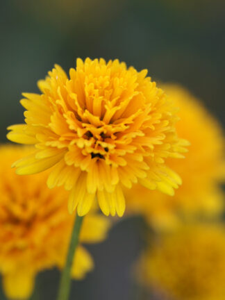 Heliopsis  Asahi