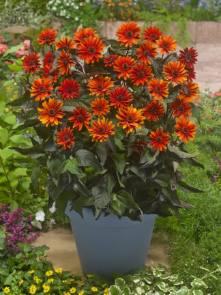 Heliopsis  Firetwister