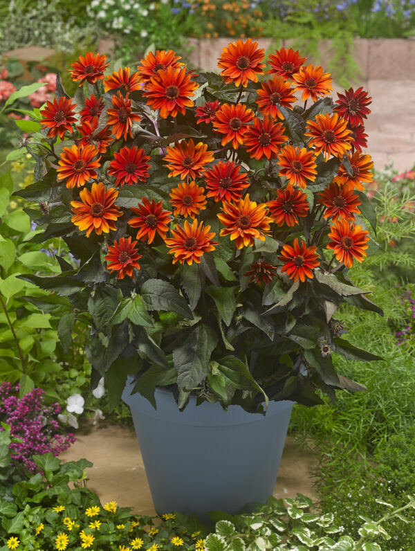 Heliopsis  Firetwister