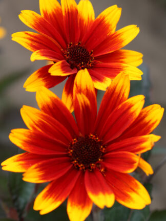 Heliopsis  Sparkling Contrast