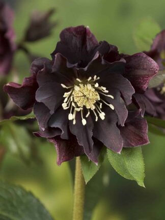 Helleborus Double Ellen Purple