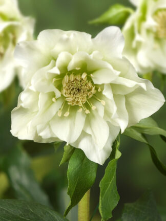 Helleborus Double Ellen White