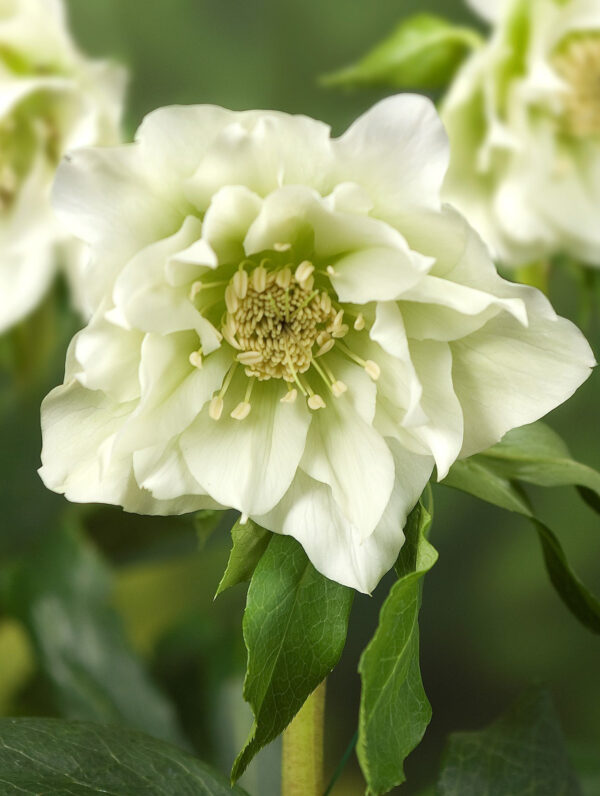 Helleborus Double Ellen White