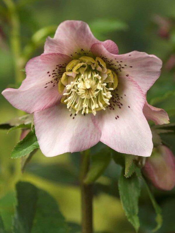 Helleborus Pretty Ellen Pink