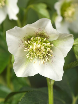 Helleborus Pretty Ellen White