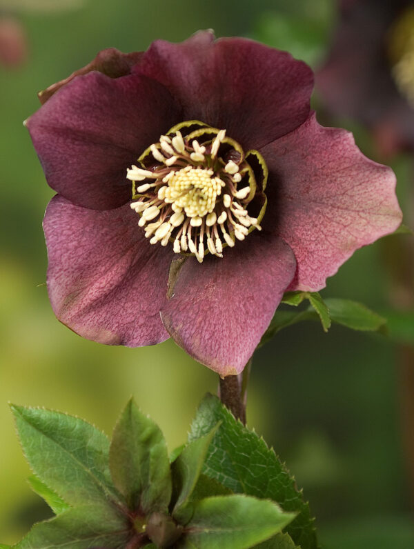 Helleborus Pretty Ellen Purple