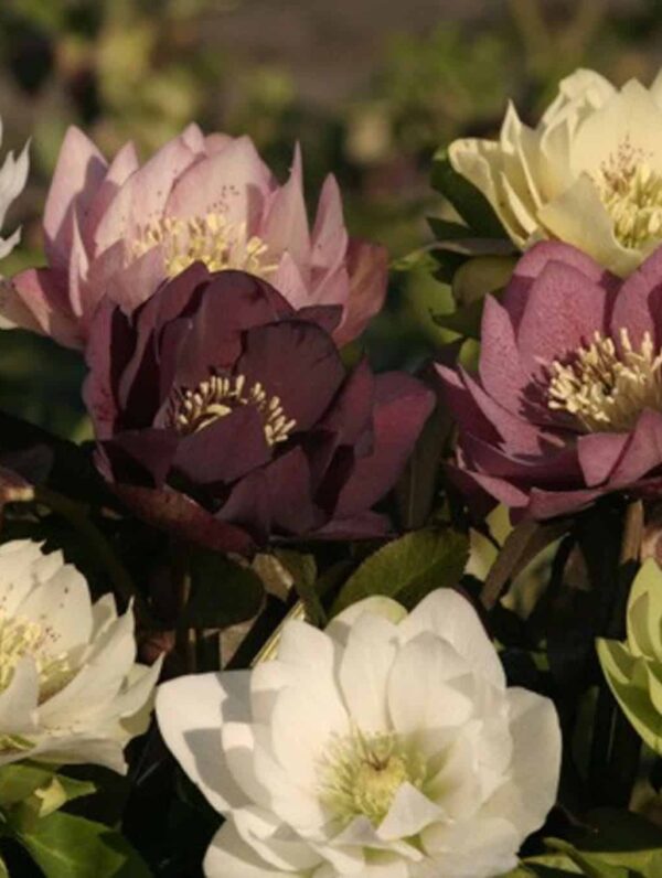 Helleborus  Double mix