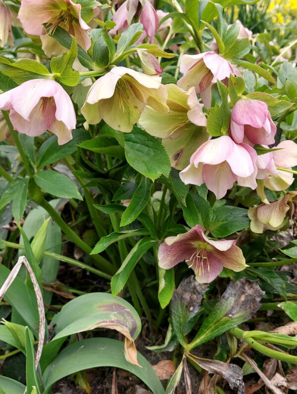 Helleborus  Orientalis