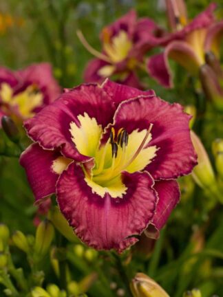 Hemerocallis Catcher in the Eye