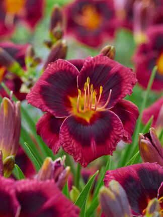 Plum Perfect