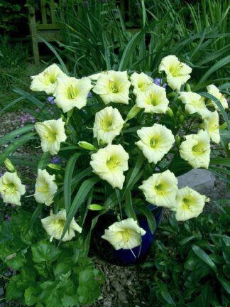Hemerocallis Longfields Pearls