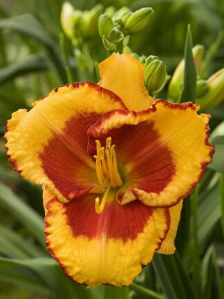 Hemerocallis  Andy dandy
