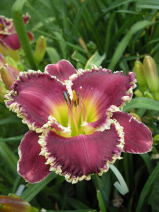 Hemerocallis  Bettylen