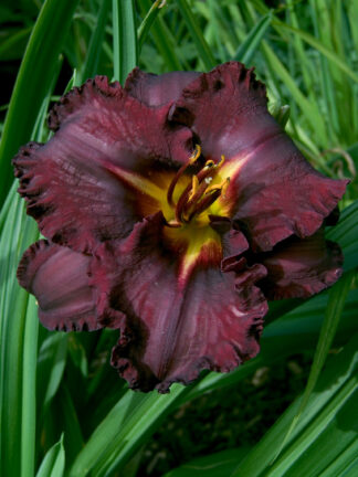 Hemerocallis  Black Stockings