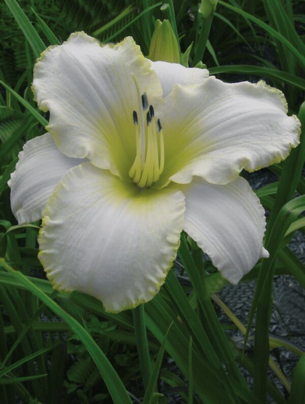 Hemerocallis  Blizzard Bay