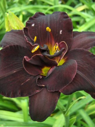 Hemerocallis  Bogeyman