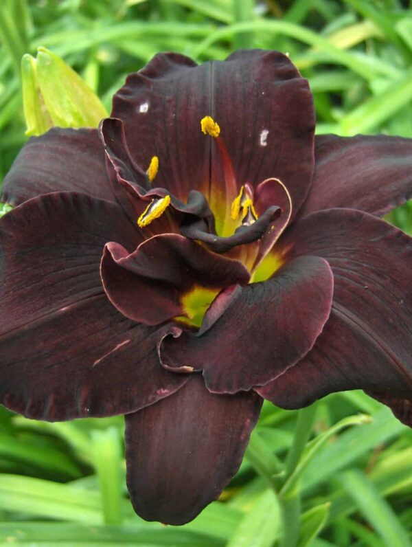 Hemerocallis  Bogeyman