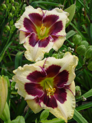 Hemerocallis  Celebration of Angels