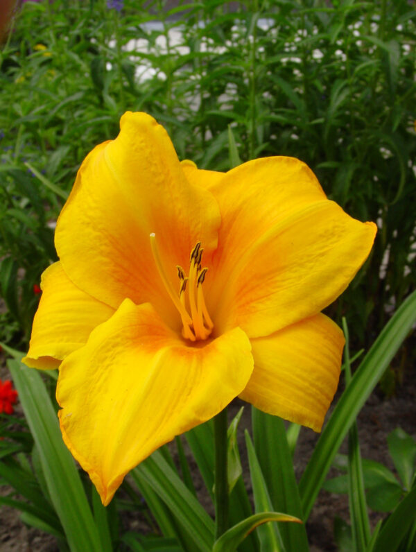 Hemerocallis  Chicago Sunrise