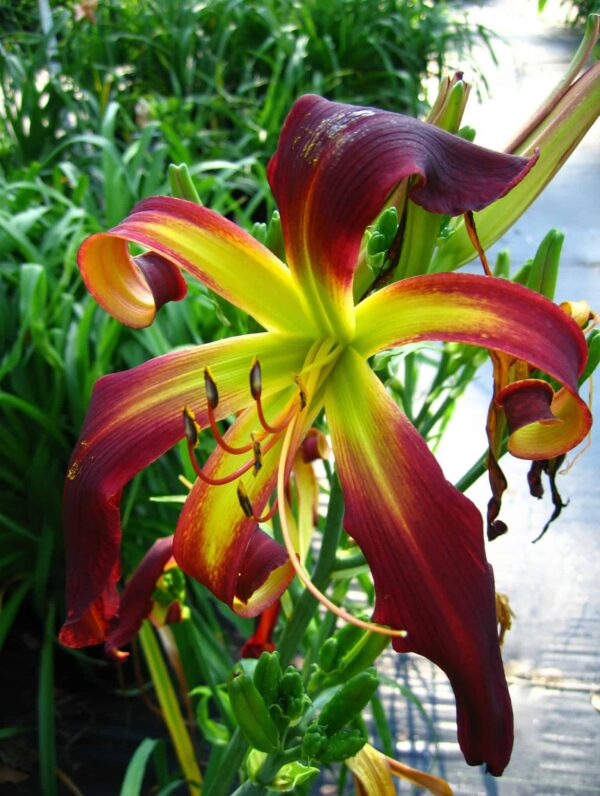 Hemerocallis  Dancing on Air