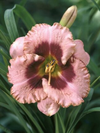 Hemerocallis  Daring Deception