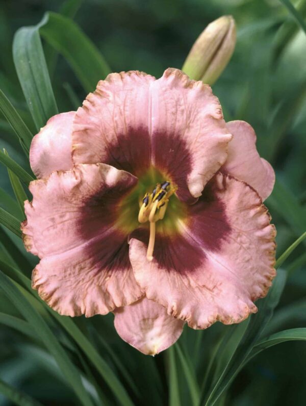 Hemerocallis  Daring Deception