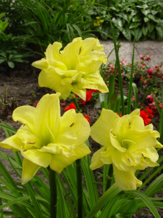 Hemerocallis  Double River Wye