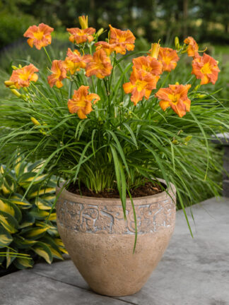 Hemerocallis  EveryDaylily Bronze
