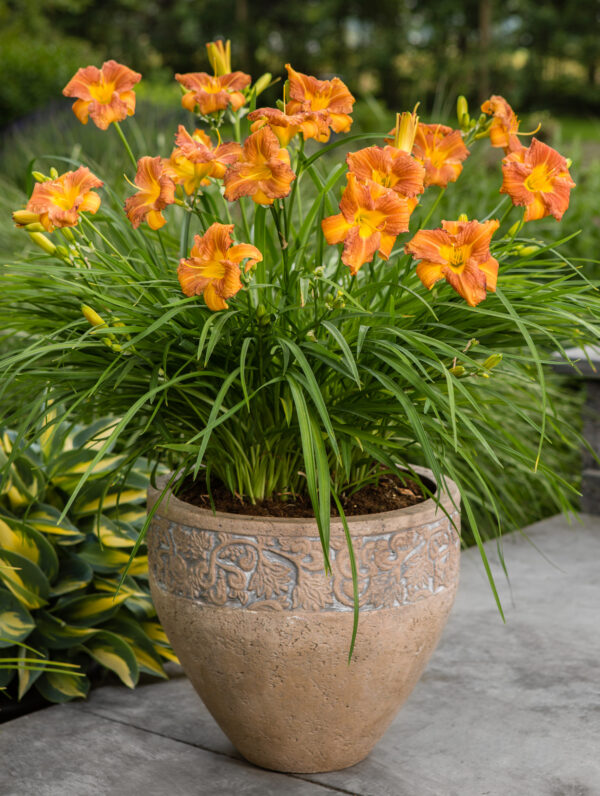 Hemerocallis  EveryDaylily Bronze